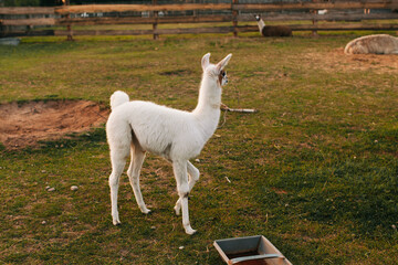 White llama standing in a paddock against a green field