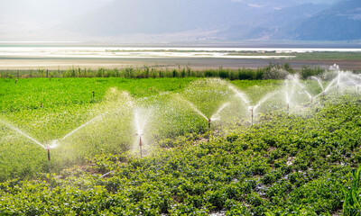 Automatic Sprinkler irrigation system watering in the vegetable farm. Selective focus and motion...