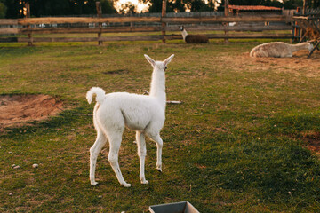 White llama standing in a paddock against a green field