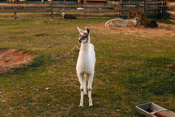 White llama standing in a paddock against a green field