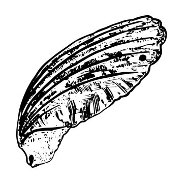 recommend clip art: Sea shell sketch hand drawn. Pectinida scallop. Bivalve shells of sea creature, mollusk seashell. Souvenir from summer holiday on the beach. Vector graphics illustration.
