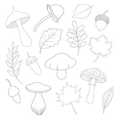 Acorn leaves mushrooms different type and size outline for coloring on a white background