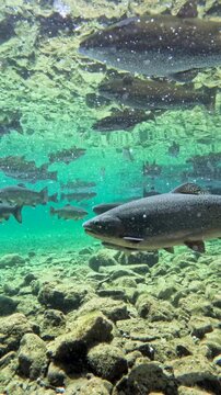 Fische schwimmen im klaren Wasser eines Bergsees, Bayern, Deutschland Europa