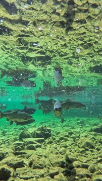 Fische schwimmen im klaren Wasser eines Bergsees, Bayern, Deutschland Europa