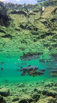 Fische schwimmen im klaren Wasser eines Bergsees, Bayern, Deutschland Europa