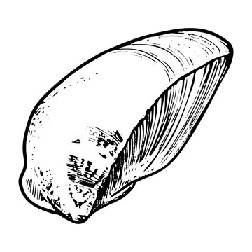 recommend clip art: Sea shell sketch hand drawn. Tellina tenuis elasmobranch mollusk. The bivalve shells of marine seashell. Souvenir from summer holiday on the beach. Vector graphics illustration.