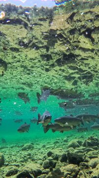Fische schwimmen im klaren Wasser eines Bergsees, Bayern, Deutschland Europa