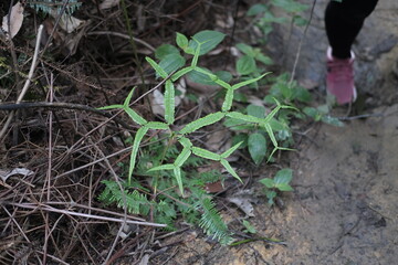 green leaf grow in octagonal shape