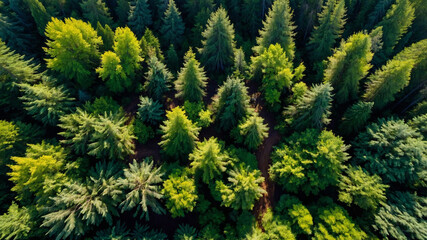 Fototapeta premium Aerial view of a dense evergreen forest with lush greenery and tall trees captured during summer season.