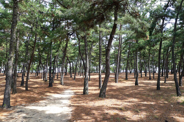 Pine forest, Gangneung, Gangwon-do, Korea, April, 2023