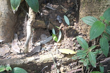 newly fall leaf on the ground 