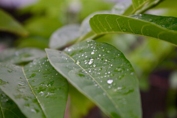Dew on a leaf. Rain drops on leaves. Leaves of plants after rain. Drops of water on tree leaves.