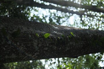 spider web on a leaf climbing up a bigger tree
