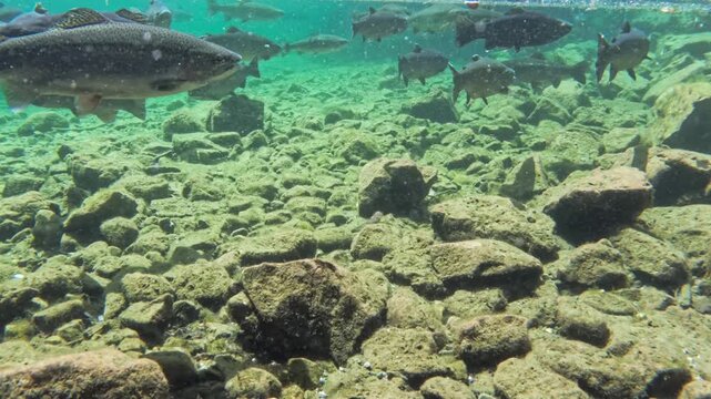 Fische schwimmen im klaren Wasser eines Bergsees, Bayern, Deutschland Europa