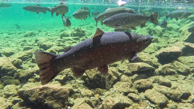 Fische schwimmen im klaren Wasser eines Bergsees, Bayern, Deutschland Europa
