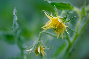 Blowing tomato flower.