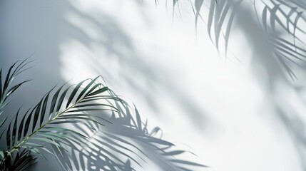 Blurry arecaceae leaf shadows on white wall for nature-themed background design.
