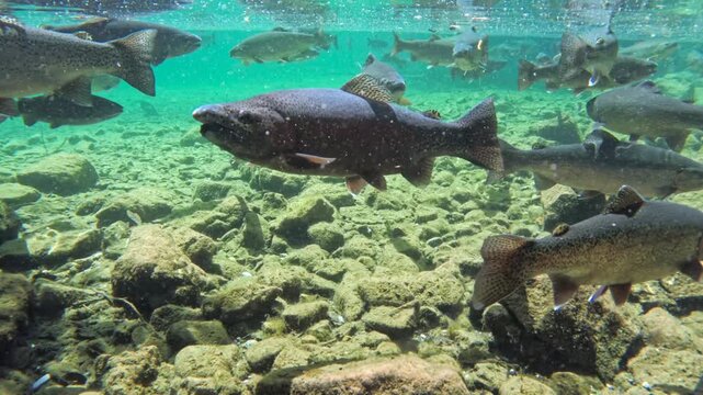 Fische schwimmen im klaren Wasser eines Bergsees, Bayern, Deutschland Europa