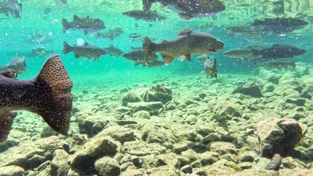 Fische schwimmen im klaren Wasser eines Bergsees, Bayern, Deutschland Europa