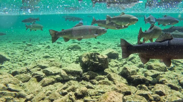 Fische schwimmen im klaren Wasser eines Bergsees, Bayern, Deutschland Europa