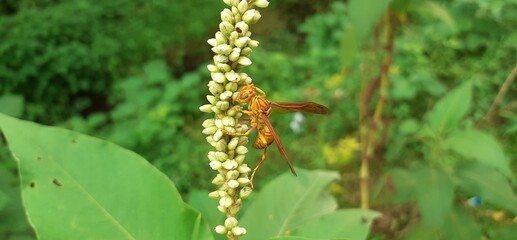 Indian Yellow Paper Wasp Insect Sitting on Wild Flower