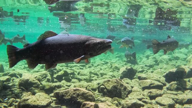 Fische schwimmen im klaren Wasser eines Bergsees, Bayern, Deutschland Europa