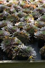 Obraz premium Hens and chicks ( Sempervivum tectorum )grown in pots for sale.