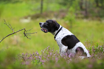 Dog english pointer