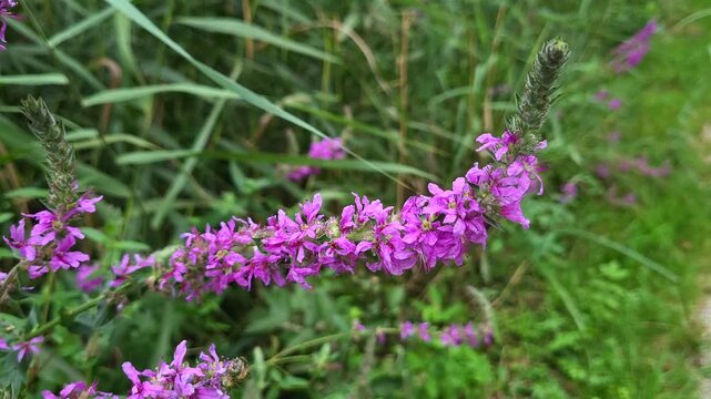 Gew&ouml;hnlicher Blutweiderich (Lythrum salicaria), Bayern, Deutschland, Europa
