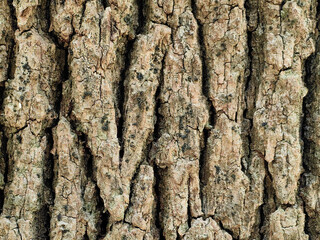 Old tree brown bark trunk in the forest