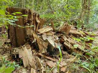 Old destroyed tree stump in the forest ground