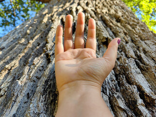 Close up of a palm hand on a tree trunk bark in the forest