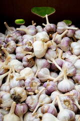 Close up of Freshly harvested organic Garlic at Trout Lake Farmer's Market in British Columbia