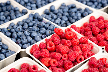 Close up of Freshly harvested organic raspberries and blueberries in sustainable, compostable and recyclable containers at Trout Lake Farmer's Market in British Columbia