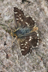Low angle closeup on a Red-underwing Skipper, Spialia sertorius sitting on wood, Gard, France