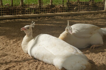 The White Peacock is a stunning leucistic variant of the Indian Peafowl (Pavo cristatus). Unlike albino animals, white peacocks still have blue eyes and are not completely lacking in pigment—they just