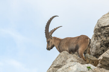 Close up view of a mature ibex, capricorn standing on rocks of a very steep slope. Swiss mountains, appenzell, wildlife. adult ibex on rocks. Summer,daytime. European wildlife, wildlife conservation.