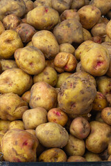 Freshly harvested organic Warba Potatoes at Trout Lake Farmer's Market in British Columbia