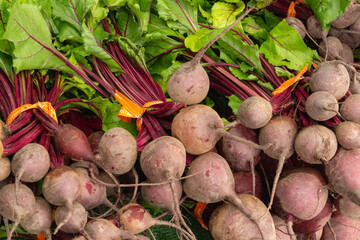 Freshly harvested organic Beets at Trout Lake Farmer's Market in British Columbia