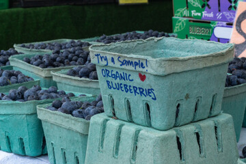 Try a sample! Close up of Freshly harvested organic blueberry compostable container sample at Trout...