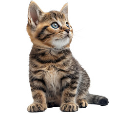 Obraz premium Cute kitten isolated on a transparent for web, banner, wallpaper