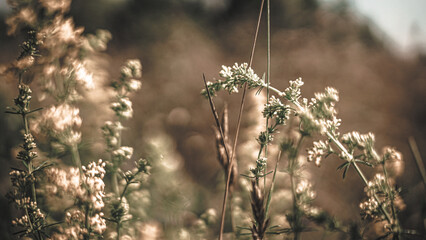 Sonnenblumen, Pferden und Grashupfern
Schmetterlingen Blumen