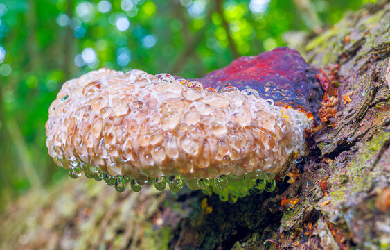 Red ring rot - Phellinus pini is a parasitic fungus that grows on coniferous trunks. Fungus with a dew drops
