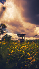 Sonnenblumen, Pferden und Grashupfern
Schmetterlingen Blumen