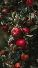 Obraz premium A close-up photo of a red apple tree with ripe apples, showcased against green leaves, emphasizing their vivid color and natural beauty.