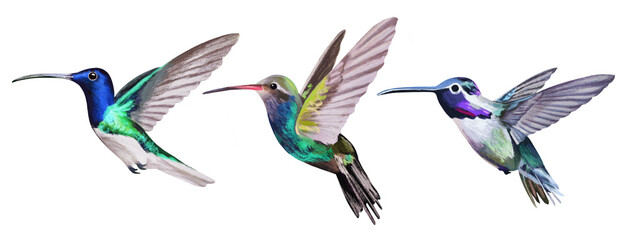 Small Bird Hummingbird Set Isolated on White