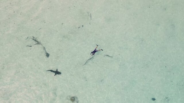Bull shark swimming close to a freediver in clear shallow water