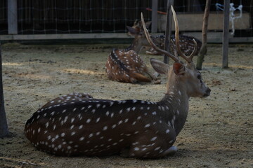 Axis axis, commonly known as the chital or spotted deer, is a species of deer native to the Indian...