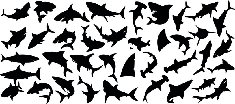 Shark silhouette vector set, fins, hammerhead, great white shark in black shapes, aquatic, marine life, predator icon, sea creatures, ocean wildlife vector animals