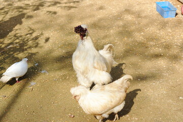 The Silky Fowl, or Silkie Chicken, is a unique and adorable breed of domestic chicken known for its soft, fluffy feathers, friendly personality, and unusual characteristics. Unlike most chickens